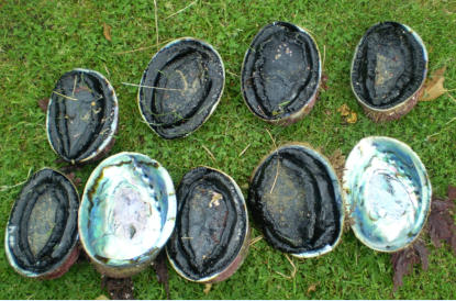 Big fat Paua (Abalone) caught by your hostess Jenny diving around the Kaka Point rocks.