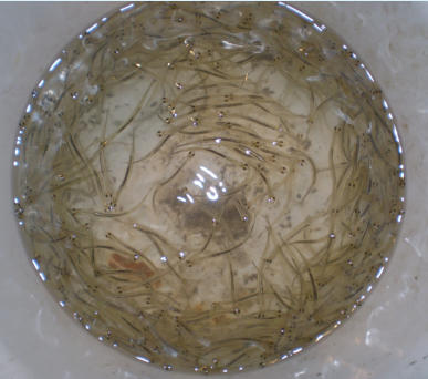 There is nothing more mouth watering delicious than fresh whitebait fritters. Your host Mike is mad keen whitebaiter during the season and usually brings home a feed.