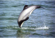 Dolphins are often seen off Kaka Point Beach