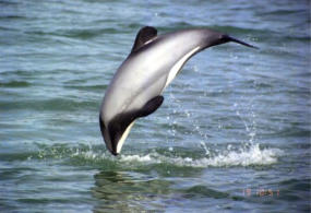 Dolphin jumping at Kaka Point
