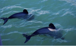 A pair of dolphins in the Catlins