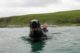 Swimming with a seal at Kaka Point.