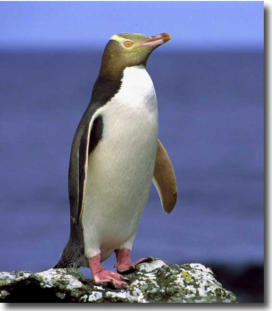 Yellow eyed penguin at Kaka Point
