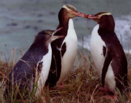 Yellow eyed penguins breed and nest at Kaka Point and surrounding locations.