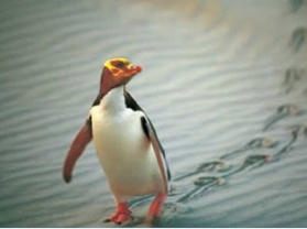 Yellow eyed penguin 